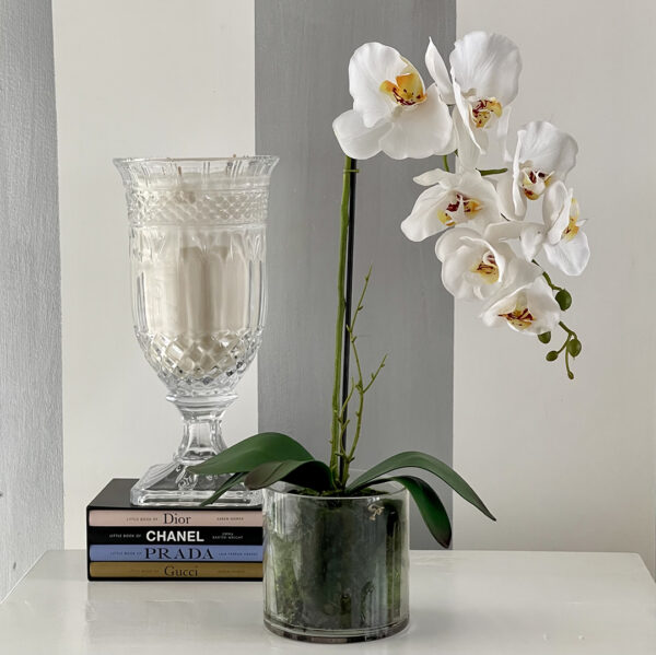 Small Phalaenopsis Orchid - Glass Vase 1